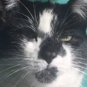 Meet your Posher, Catalina